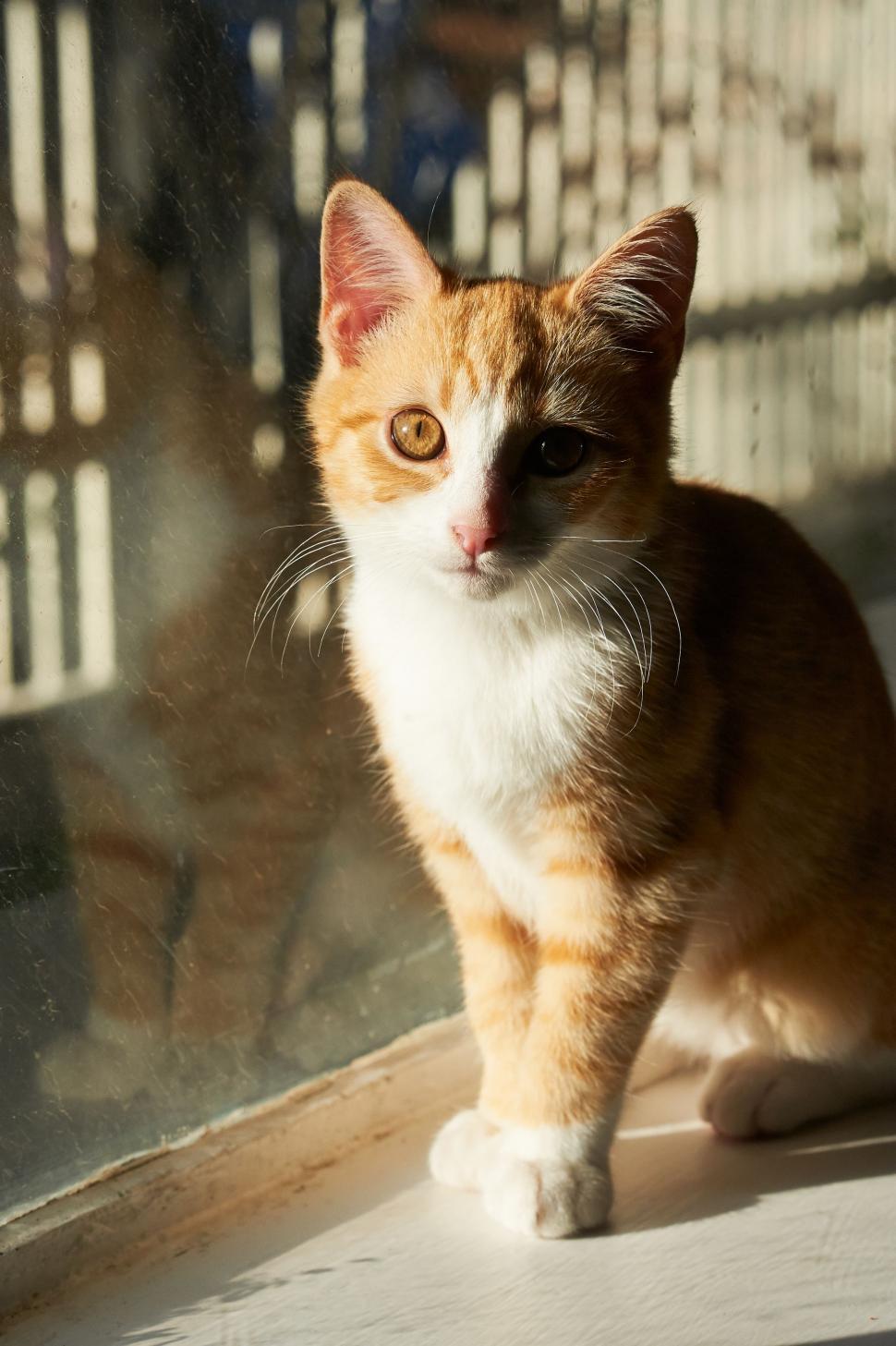 Free Image of Brown Cat  