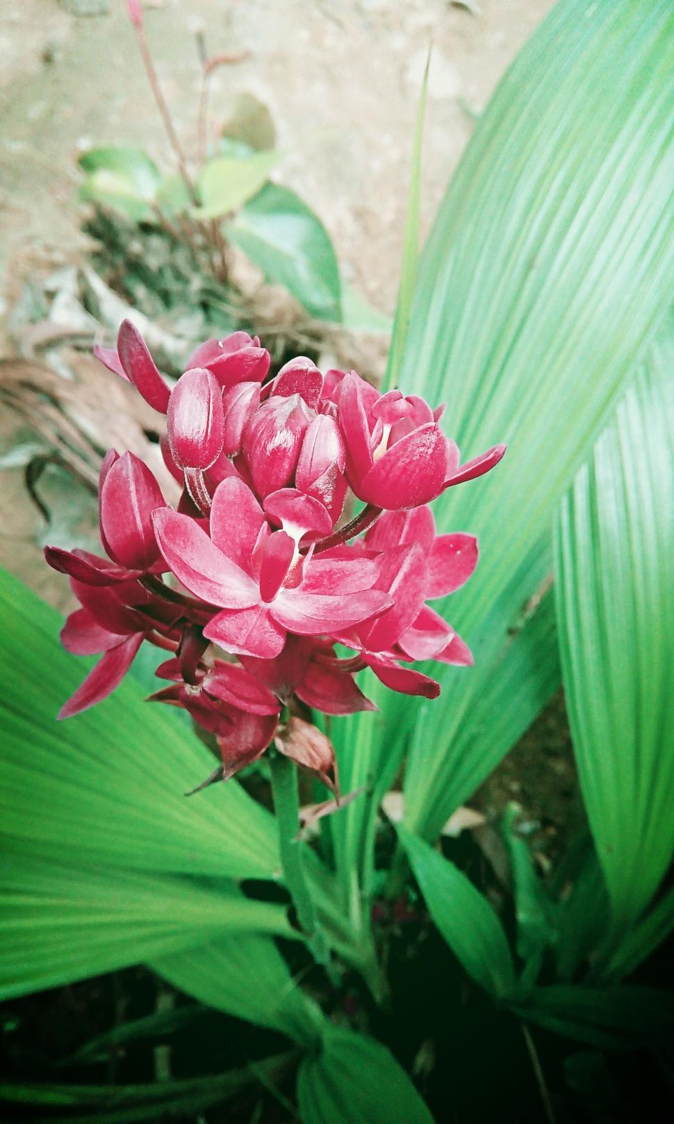 Free Image of Pink orchid flowers 