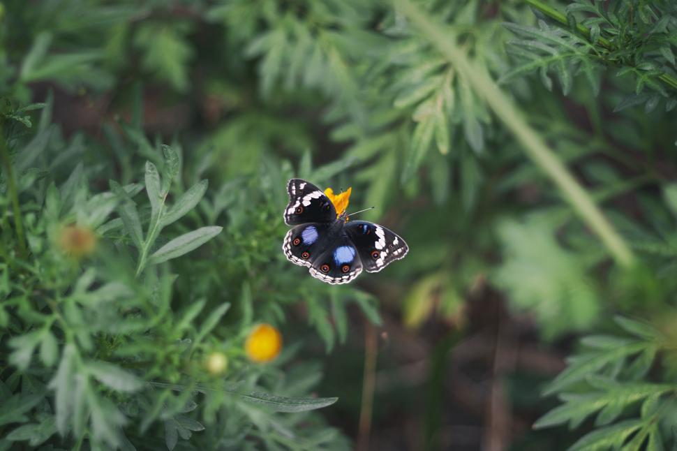 Free Image of Blue moon butterfly in flight  