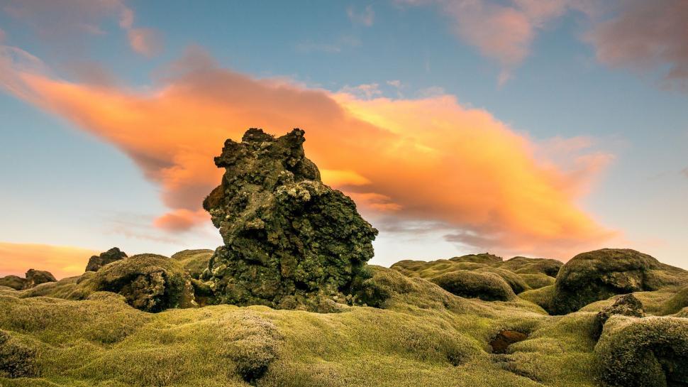 Free Image of Green Moss 