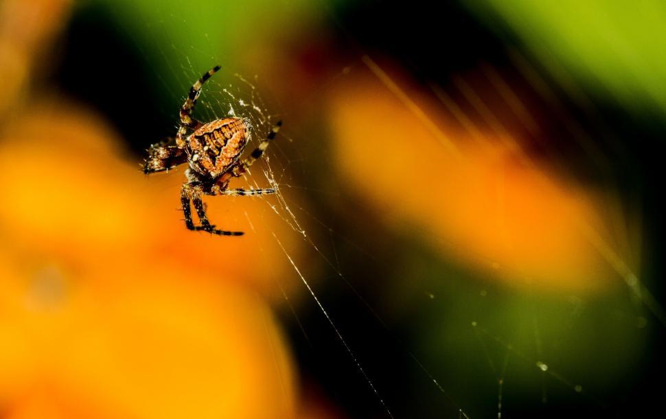 Free Image of Spider Web  