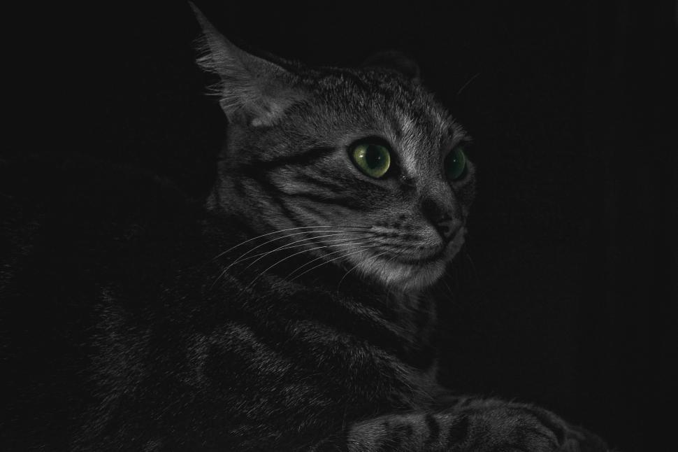 Free Image of Tabby cat 