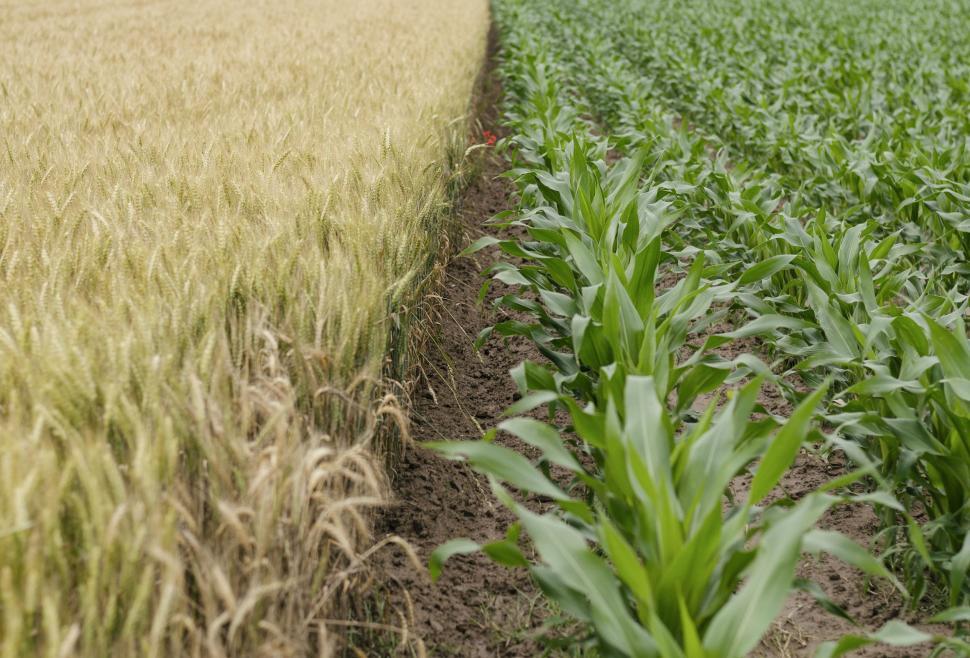 Free Image of Agricultural Land 