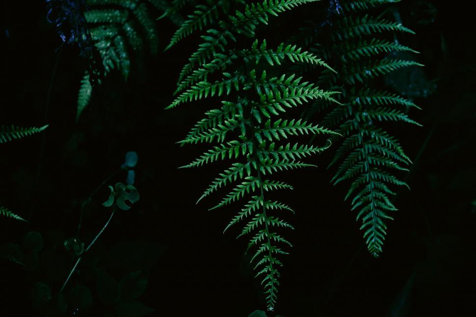 Free Image of Fern Leaves  