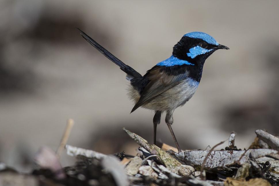 Free Image of Superb fairywren 