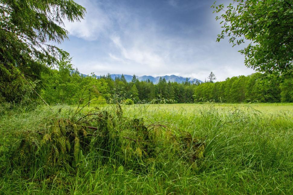 Free Image of Green Grass Field  
