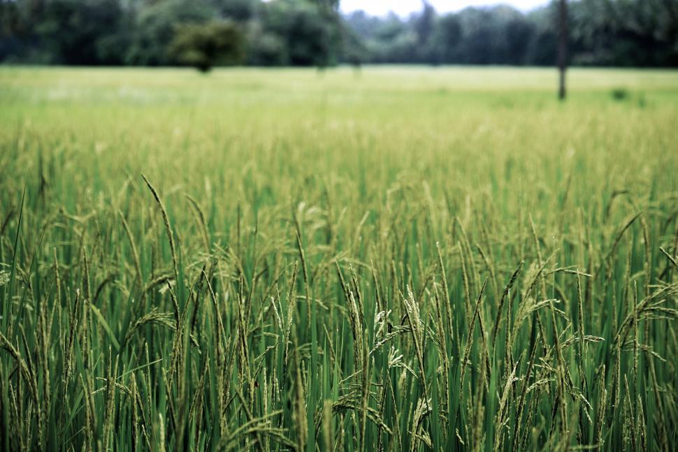 Free Image of Farmland Crops  