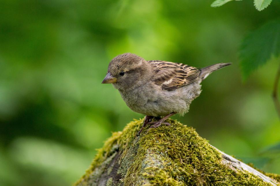 Free Image of Old World sparrow on moss  