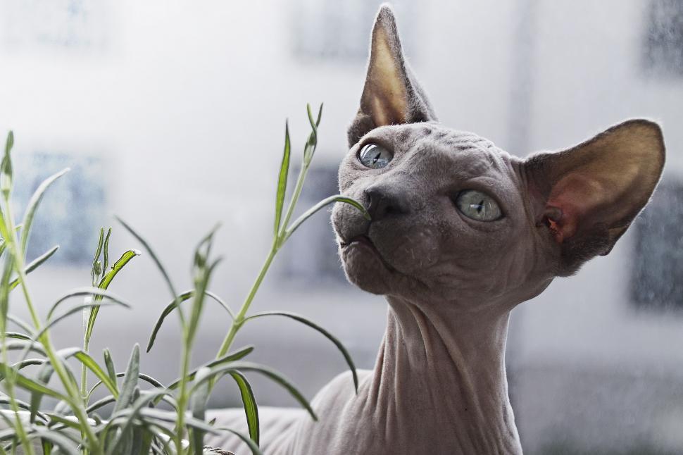 Free Image of Sphynx cat 