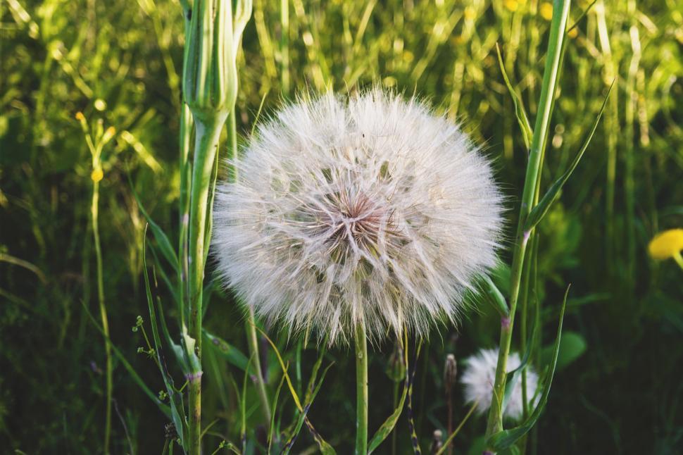 Free Image of White dandelion Flower  