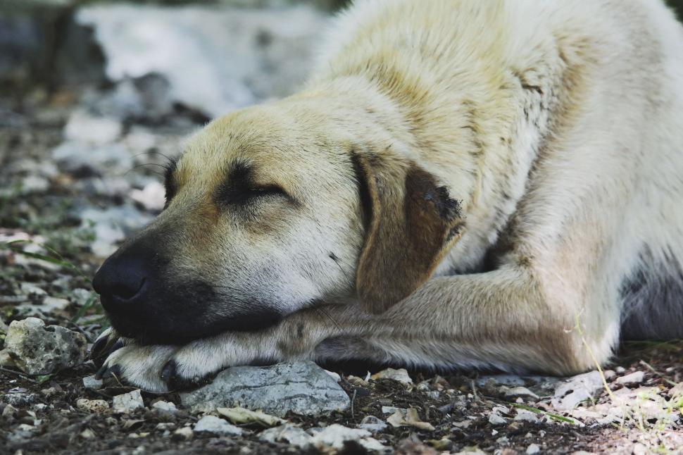 Free Image of Sleeping Dog  