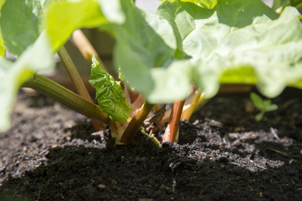 Free Image of Rhubarb Plant  
