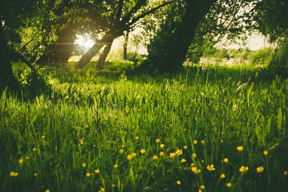 Free Image of Yellow Flowers  