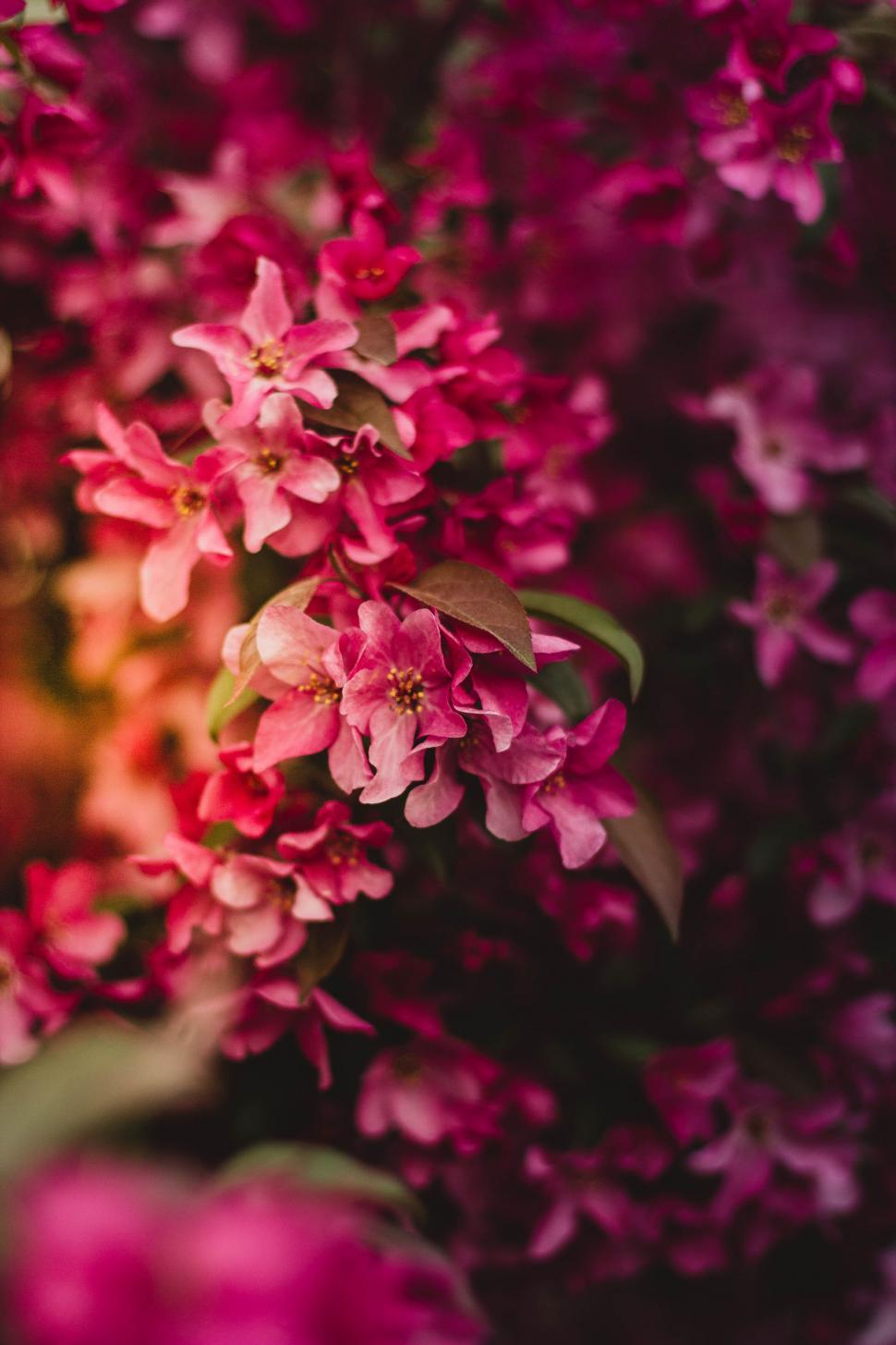 Free Image of Purple lilac flowers  