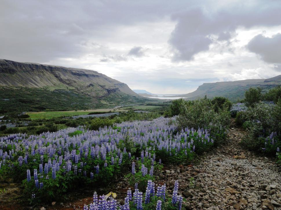 Free Image of Wild Flowers in Mountains  