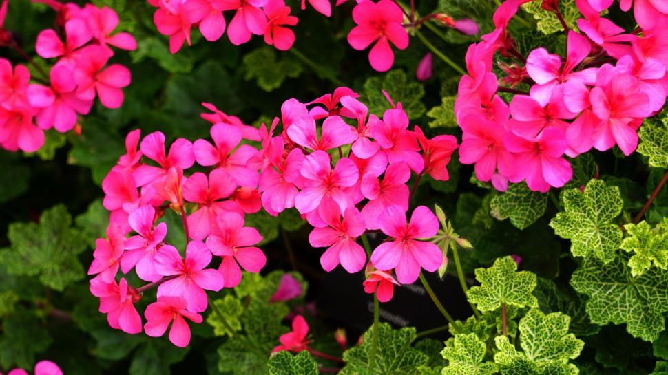 Free Image of Pink Flowers  
