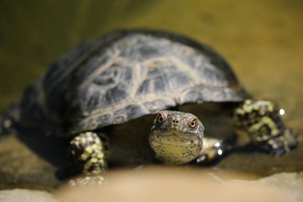 Free Image of Turtle - Eye contact  