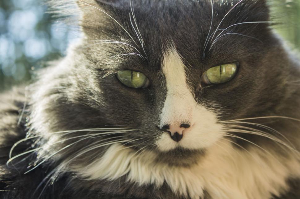 Free Image of Green Eyes Cat  