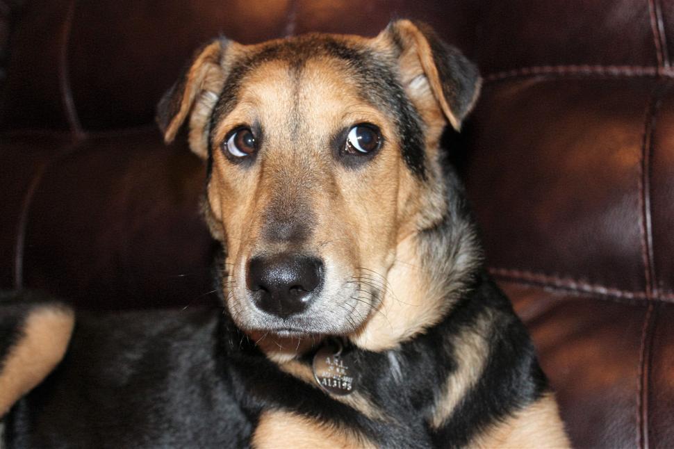 Free Image of German Shepherd Puppy Dog  