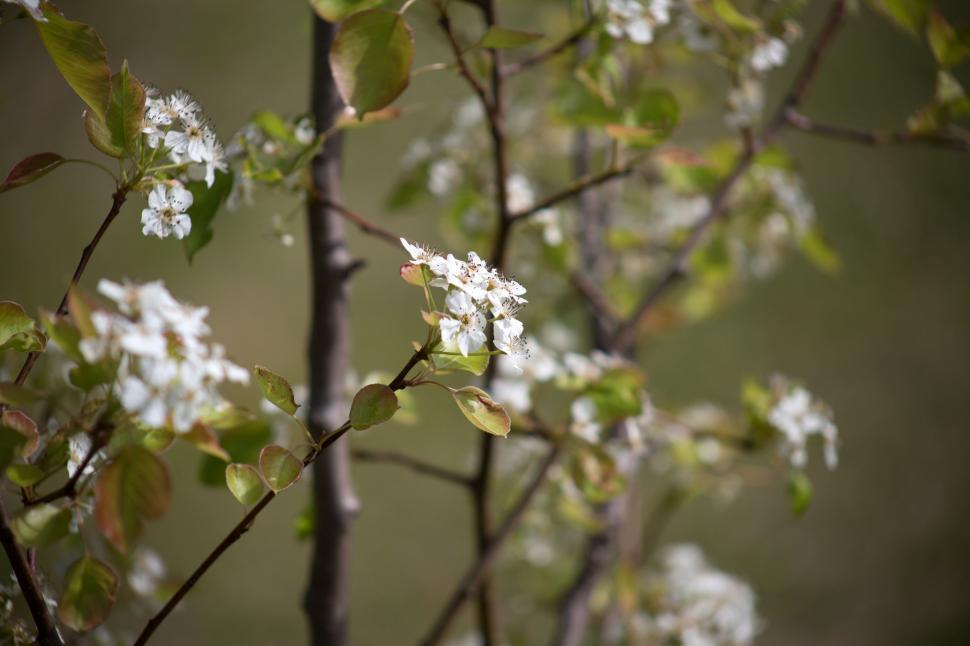 Free Image of White Flowers  