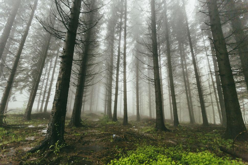 Free Image of Rain Forest with Mist  