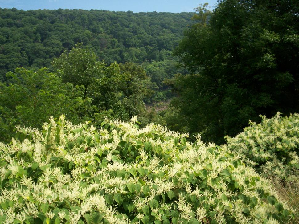 Free Image of Overlooking the mountain 