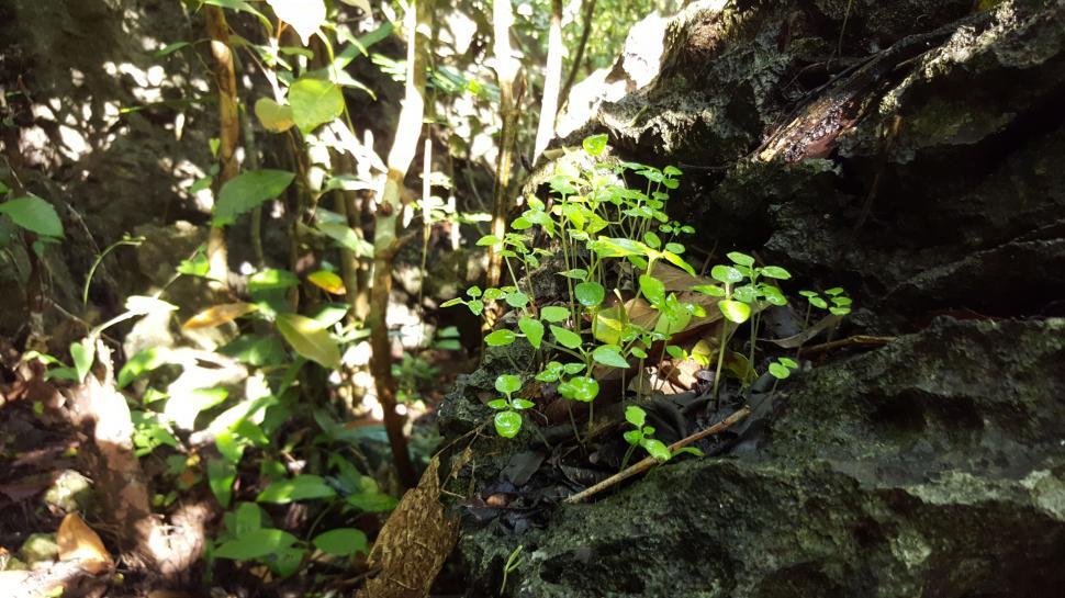 Free Image of Green Sprouts on tree bark 