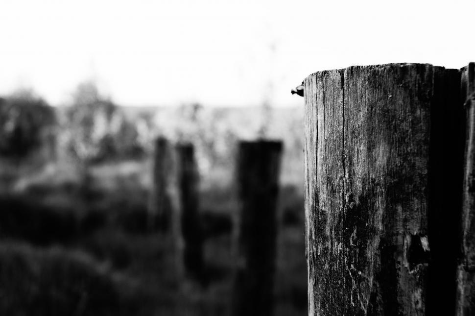 Free Image of Wood Log  