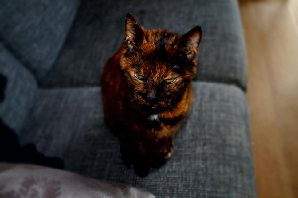 Free Image of Brown Cat 