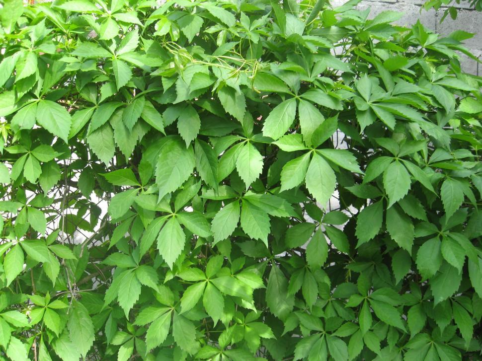 Free Image of Virginia creeper plant  