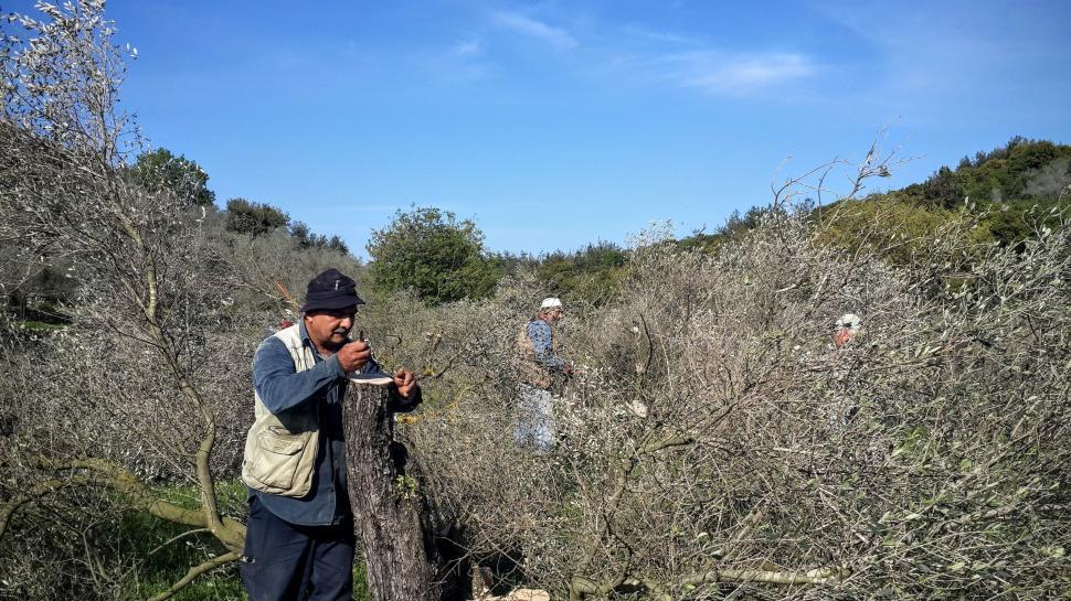 Free Image of Wood Cutting Farmers  
