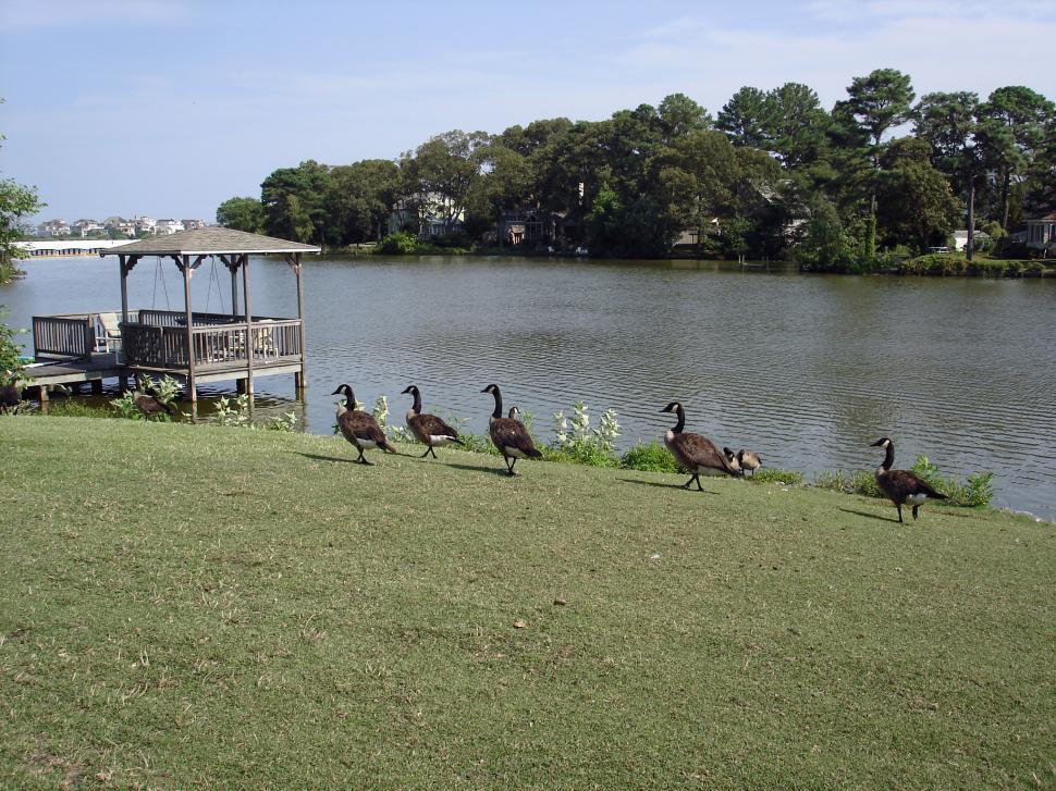 Free Image of Lake view with geese 