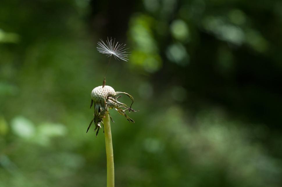 Free Image of Dandelion Seed 