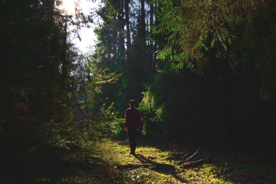 Free Image of Man in Tree Forest 