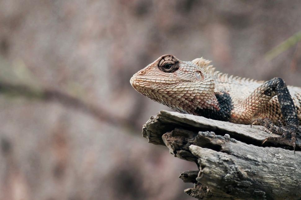 Free Image of Lizard  