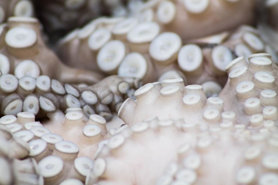 Free Image of Octopus suckers 