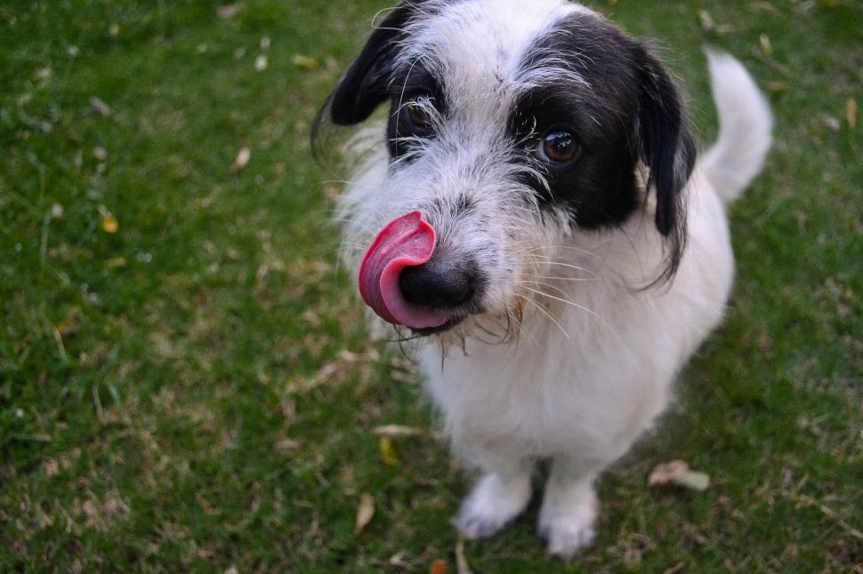 Free Image of Dog with tongue out  