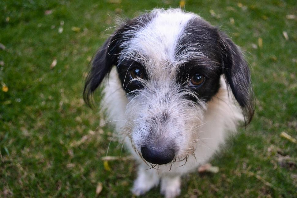 Free Image of Black and White Dog Looking at camera  