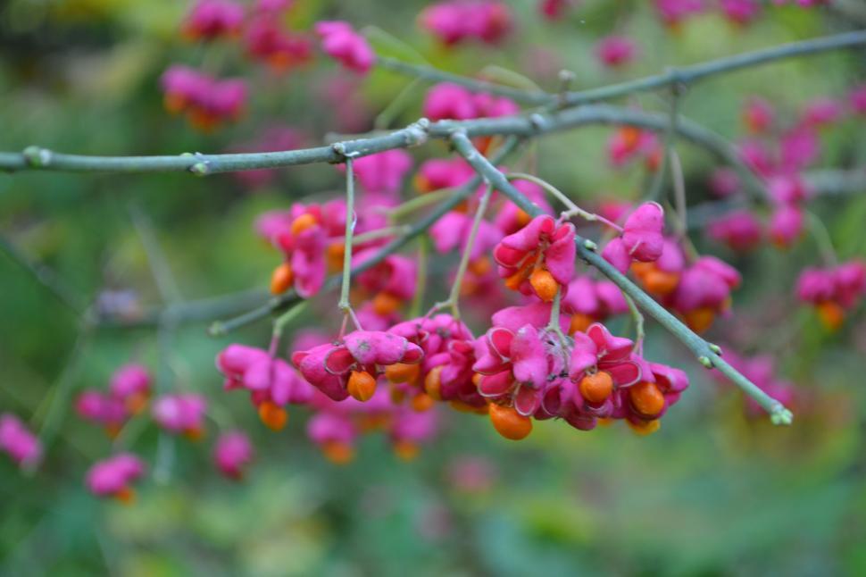 Free Image of Pink flowers with orange fruit 