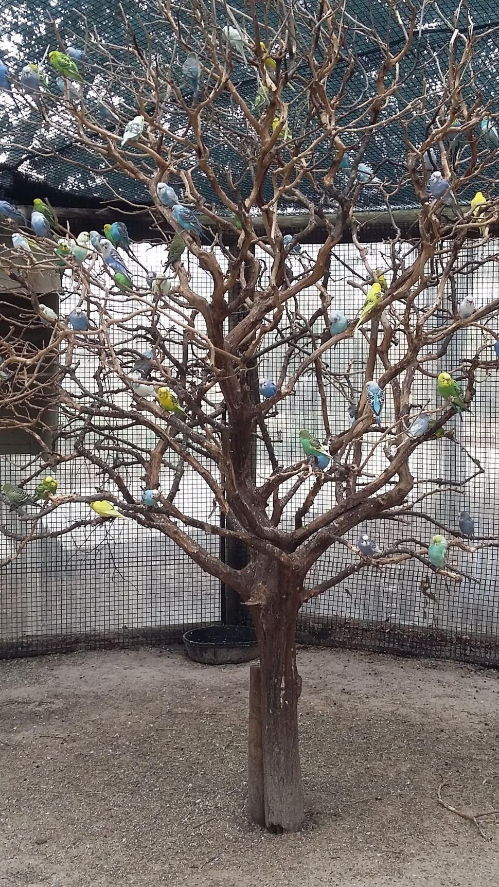 Free Image of Birds on Tree  