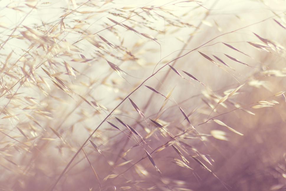 Free Image of Grass and Sunlight  