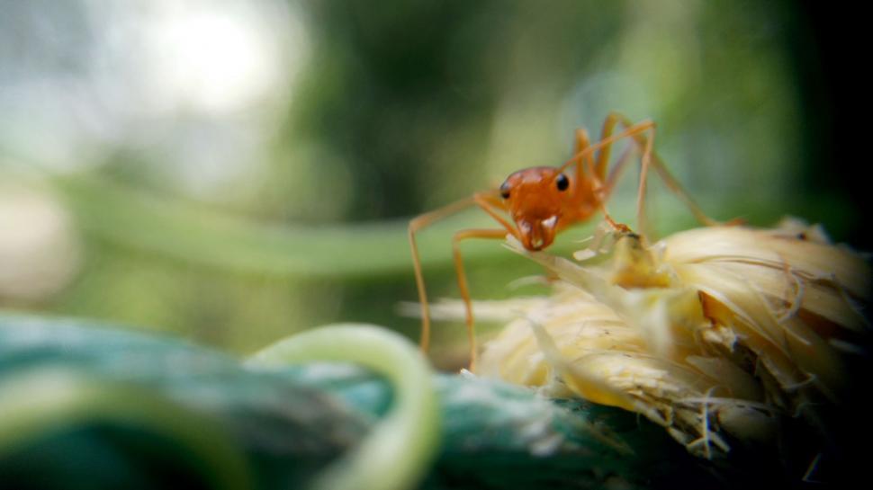 Free Image of Weaver ant 