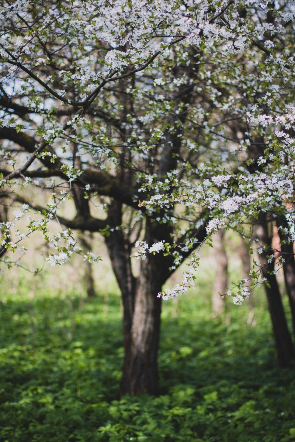 Free Image of White Flowers Tree 