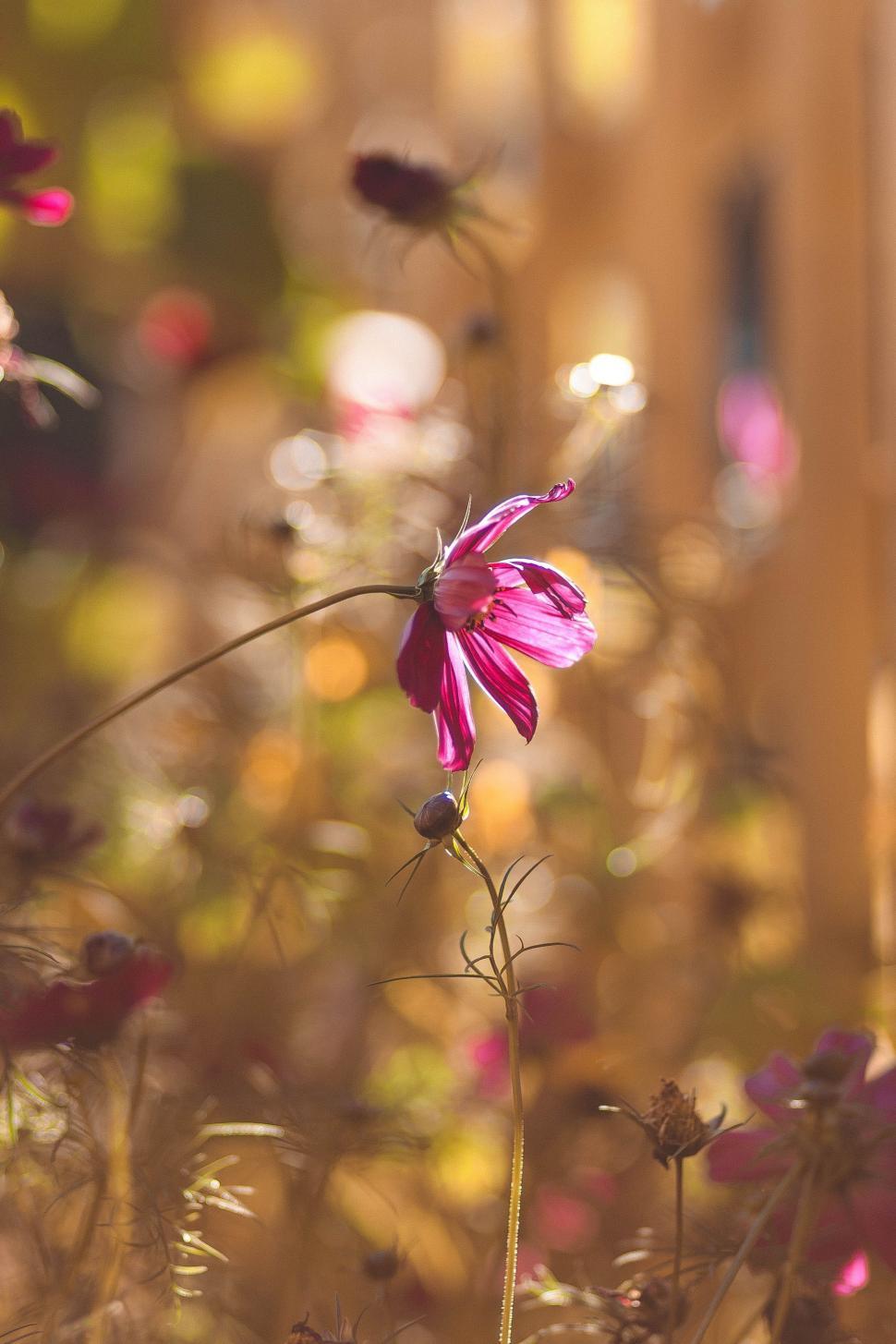 Free Image of Pink Flower Buds 