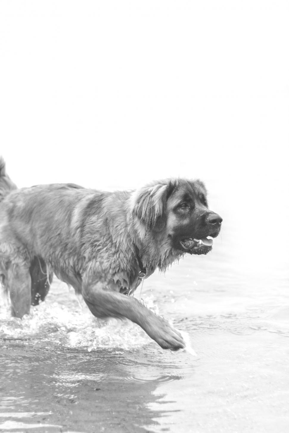 Free Image of Dog in Water 