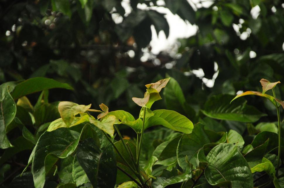 Free Image of Plant Leaves  