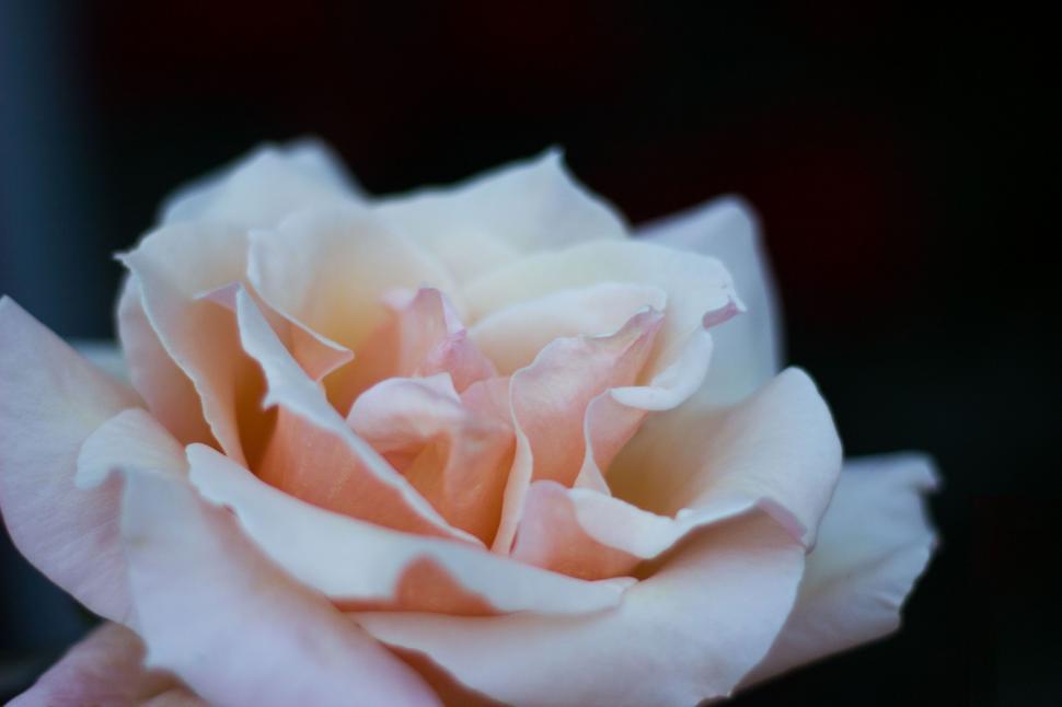 Free Image of White Rose Flower 