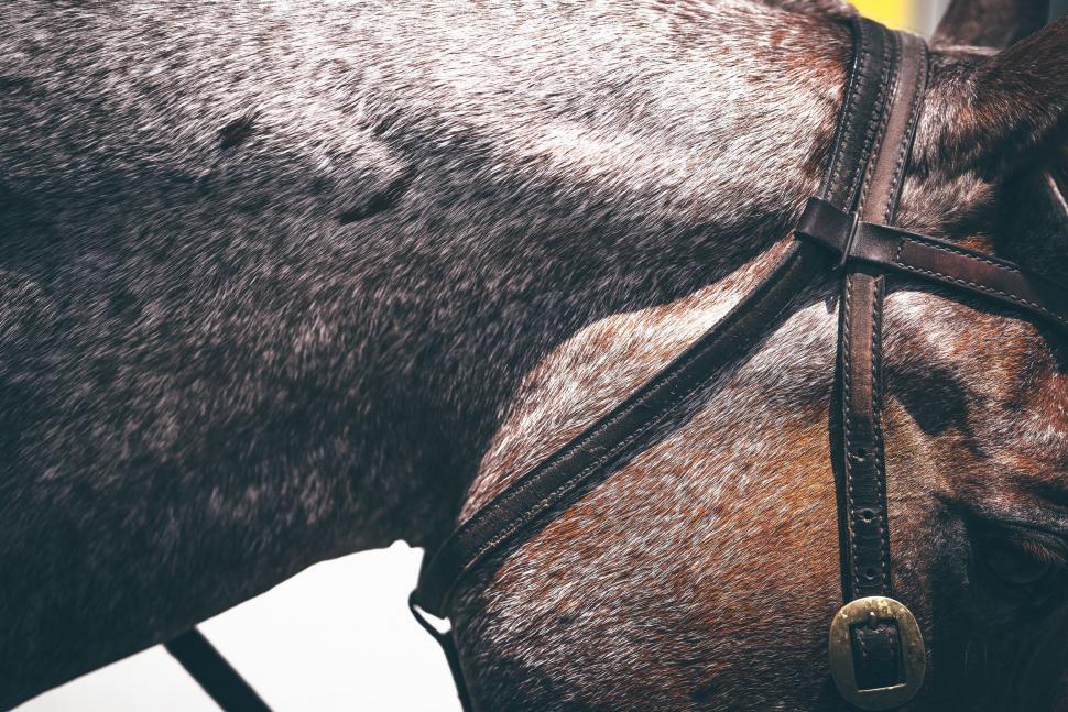 Free Image of Horse Bridle 