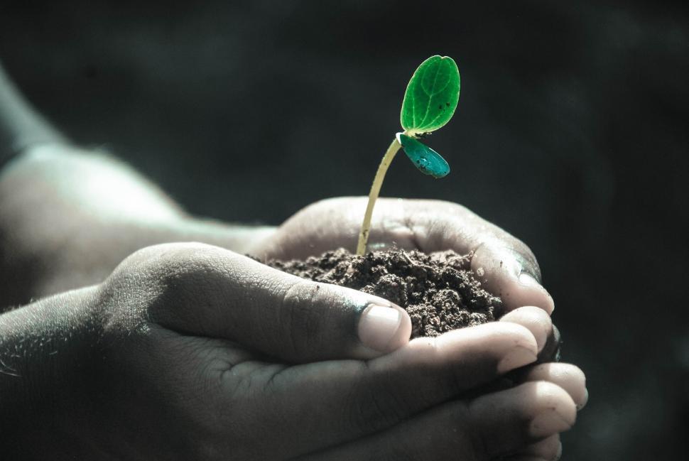 Free Image of Plant Growing on Hands  