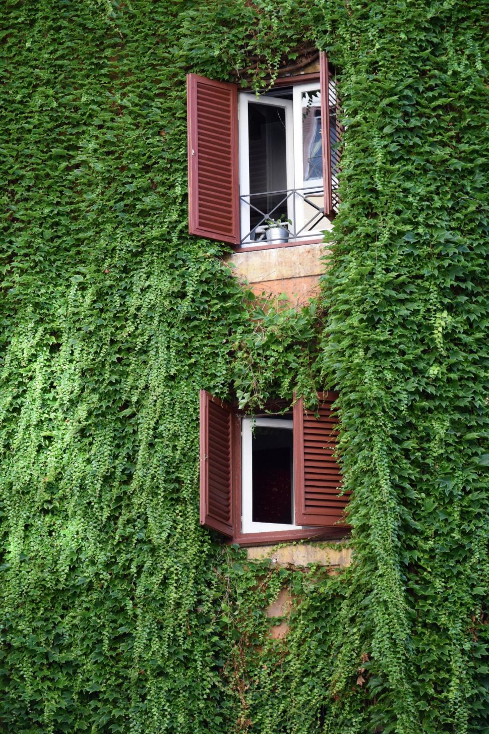 Free Image of Two Open Wooden Windows Covered With Green Leaves  